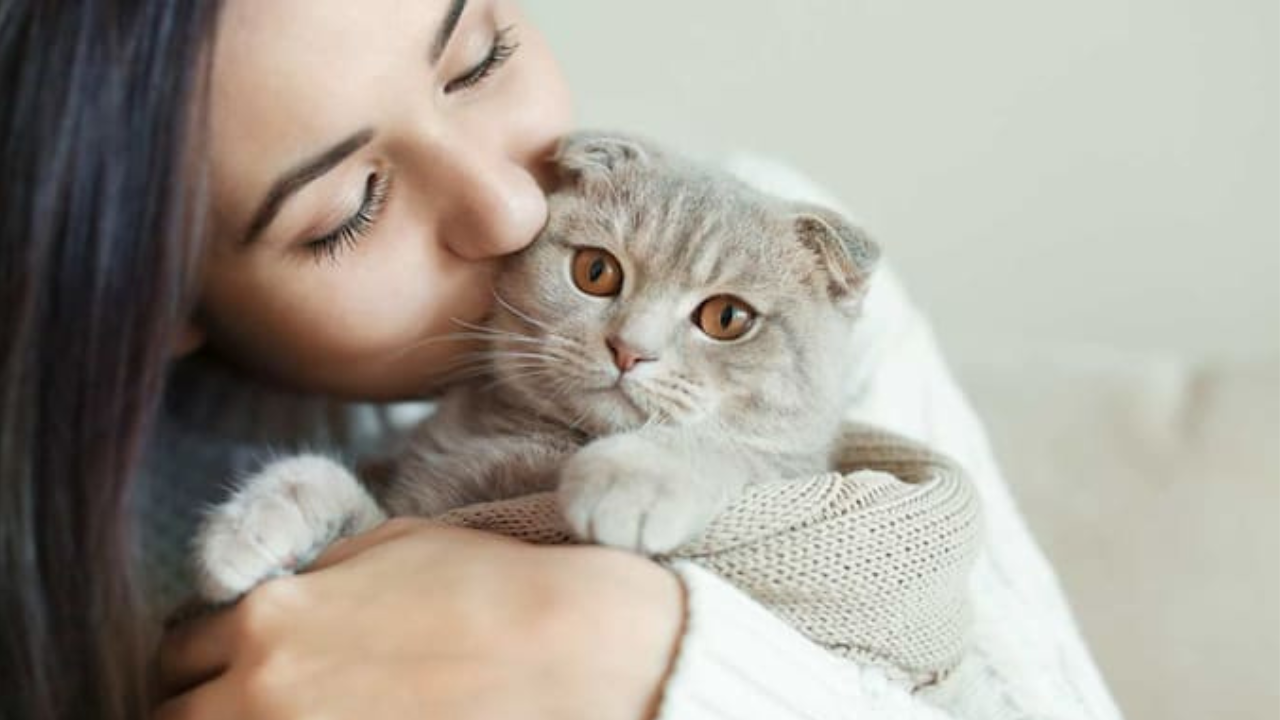 20 de febrero dia internacional del gato