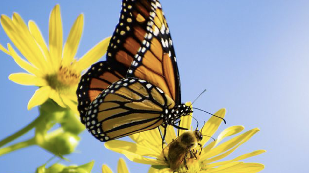 las colonias de mariposas monarca durante su hibernacion se redujo