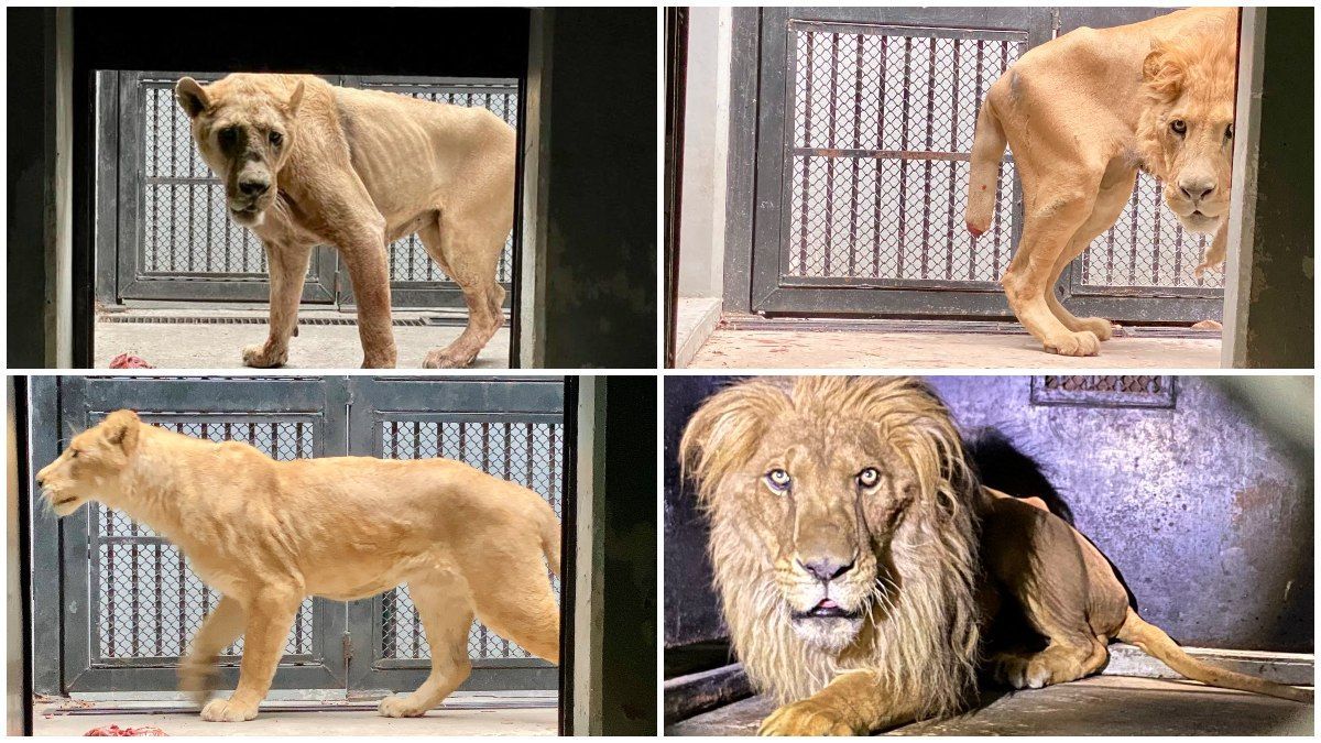 Finaliza el traslado de más de 200 felinos del refugio Black Jaguar-White Tiger