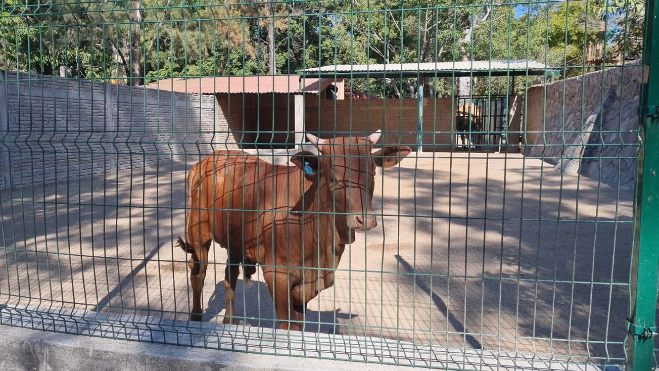 Cifra de animales desaparecidos en ZooChilpan podría aumentar