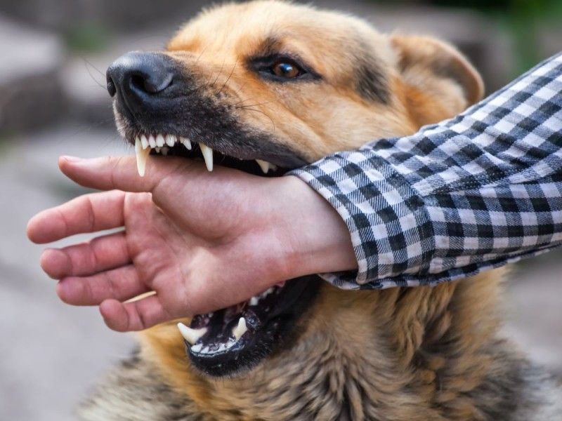 Emite Secretaría de Salud aviso epidemiológico por rabia