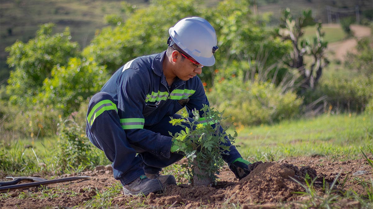 La industria minera reforestó 3 mil 816 hectáreas en 24 estados