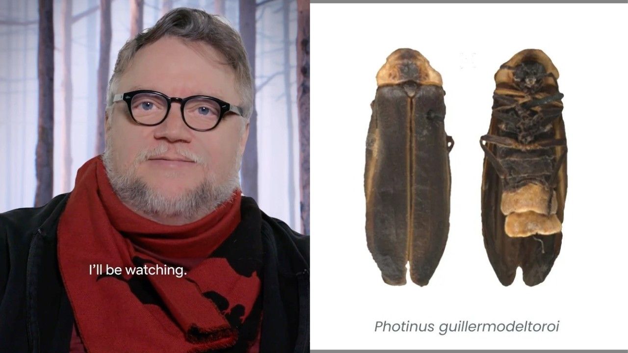 Nombran a luciérnaga en honor a Del Toro