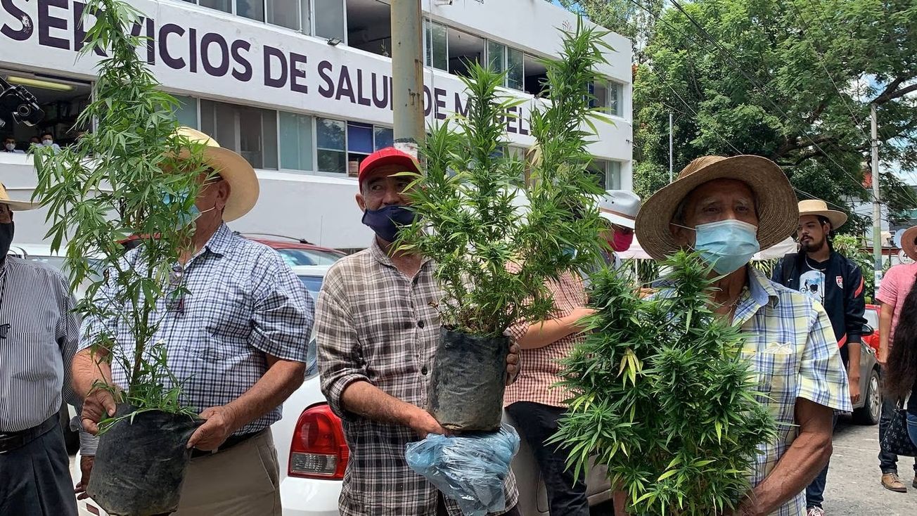 Celebran 3 años del movimiento Tetecala listos para exportar cannabis