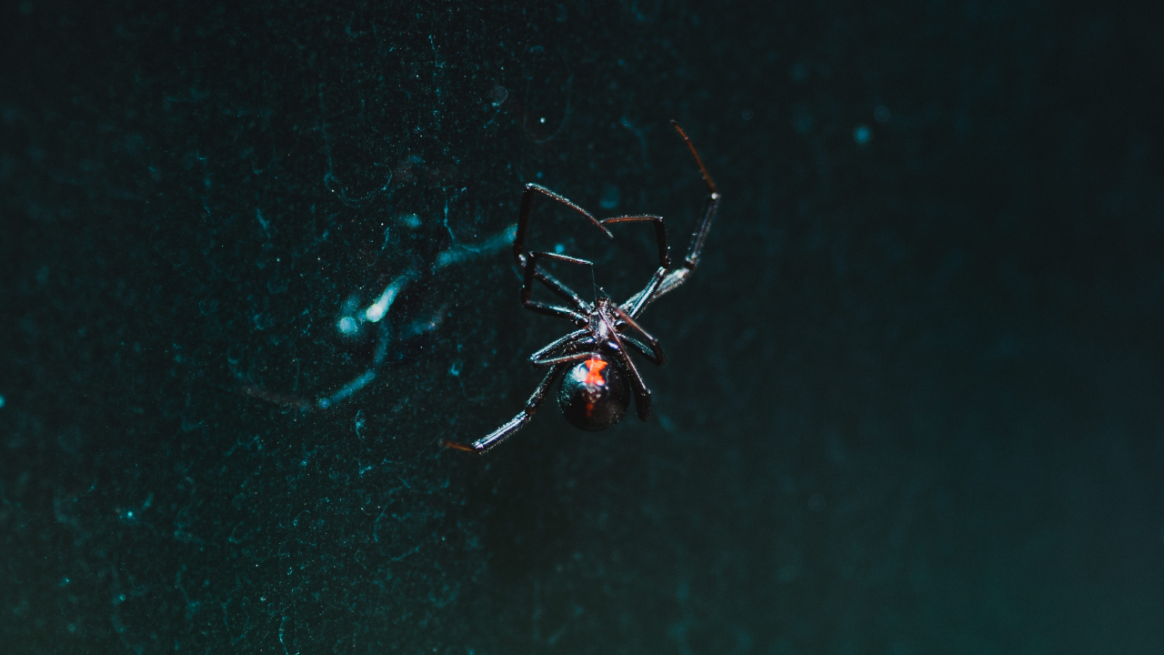 araña violonista temporada