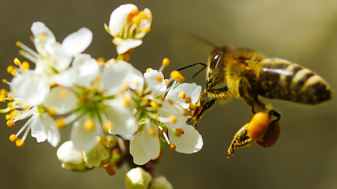 dia internacional de la abeja