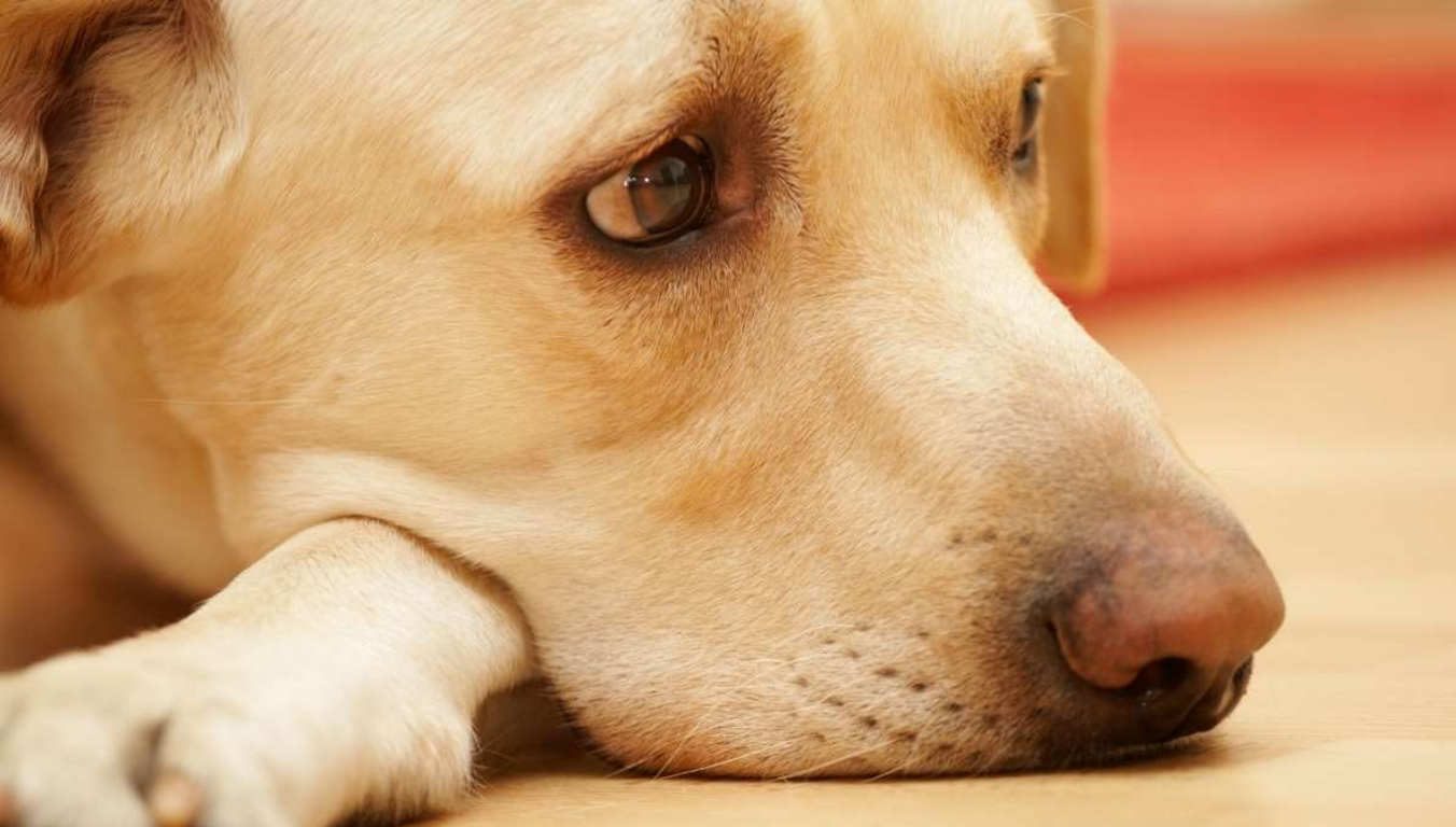 perros maltrato animal scooby jalisco