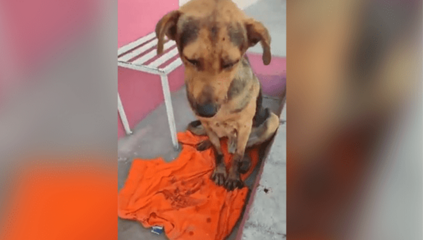 scooby perro tecamac stitch