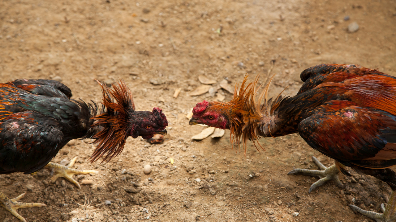 pelea de gallos clandestina deja tres muertos