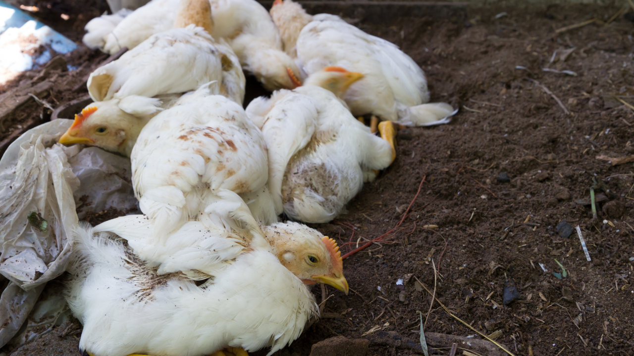 gripe aviar riesgo humano