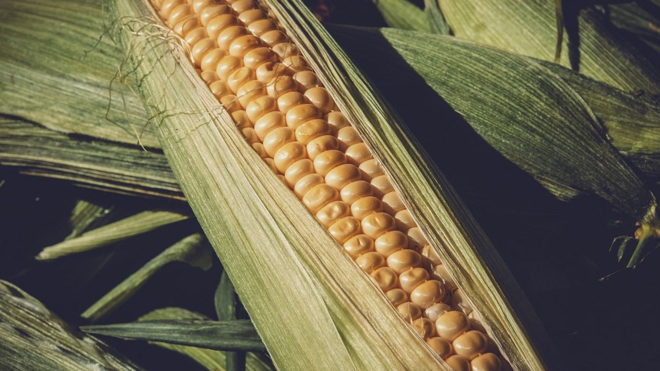 maiz transgenico
