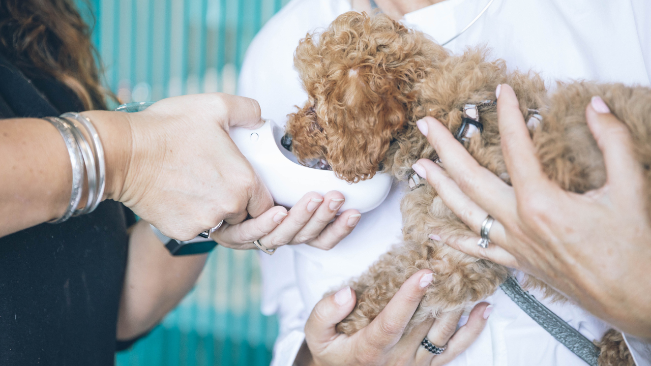 Día del Médico Veterinario: 5 datos curiosos sobre su labor