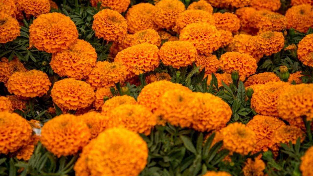 flor de cempasuchil china y mexicana