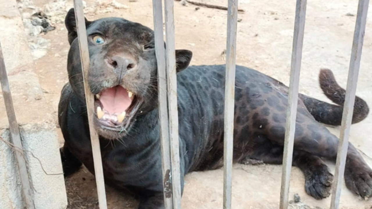 jaguar ataco a niña chihuaha