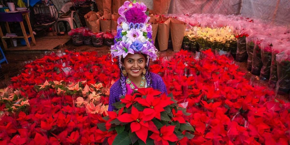 La flor de Nochebuena y sus usos medicinales