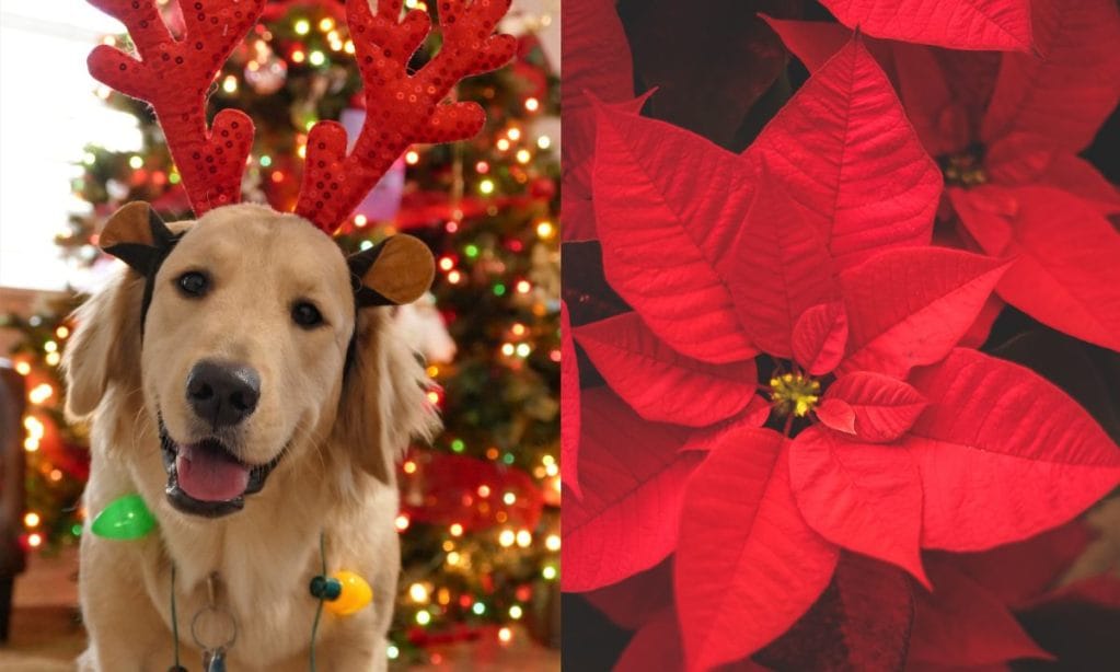 La flor de Nochebuena es tóxica para los perros