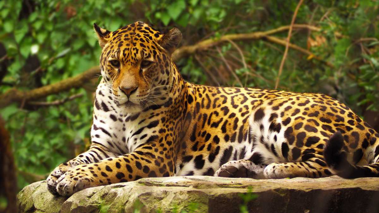 la conservacion del jaguar en mexico y el tren maya