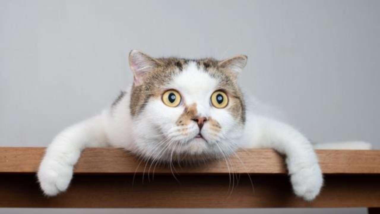 20 de febrero, Día Internacional del Gato