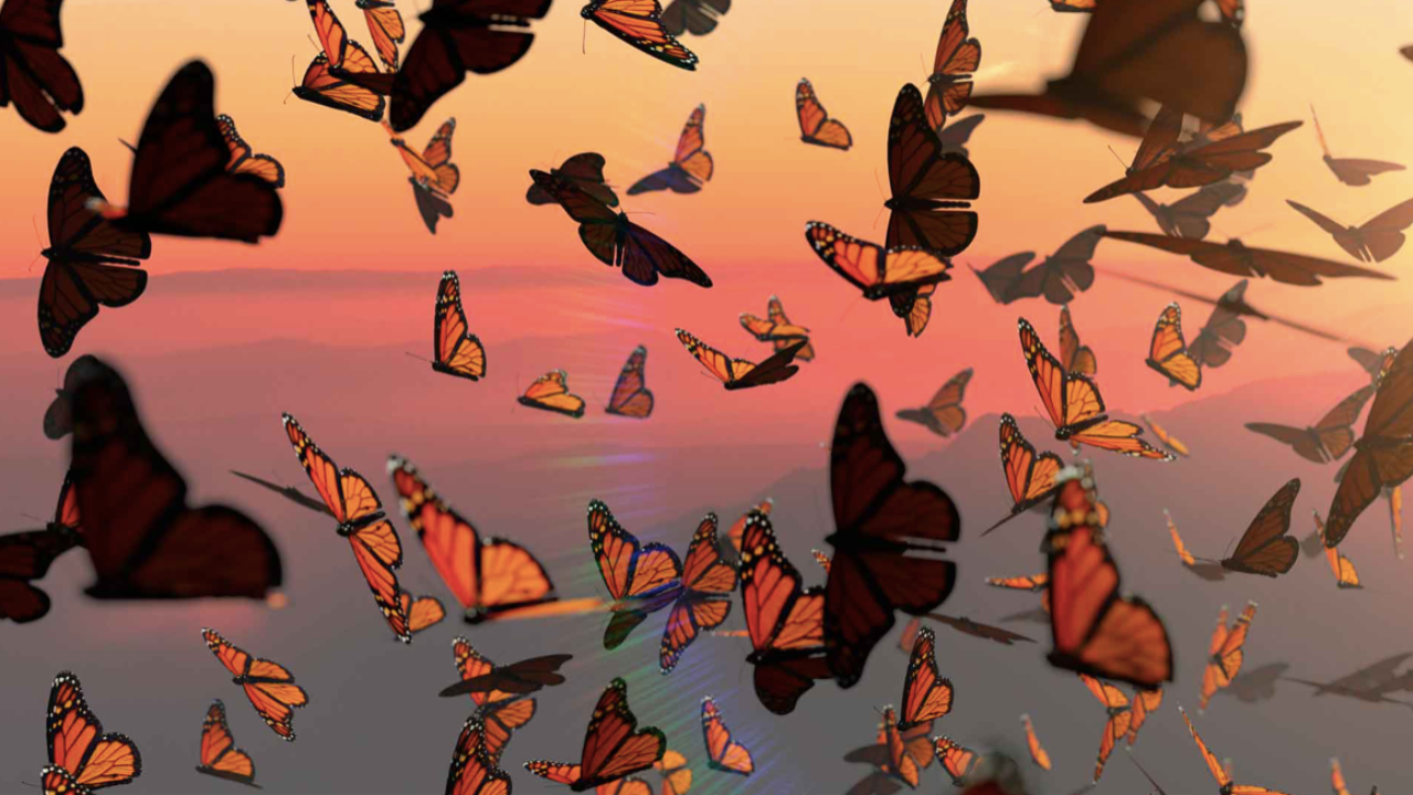 alarmante caida en poblacion de mariposas monarca