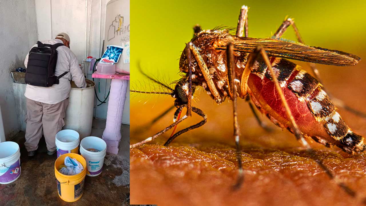 dengue guerrero gobierno 