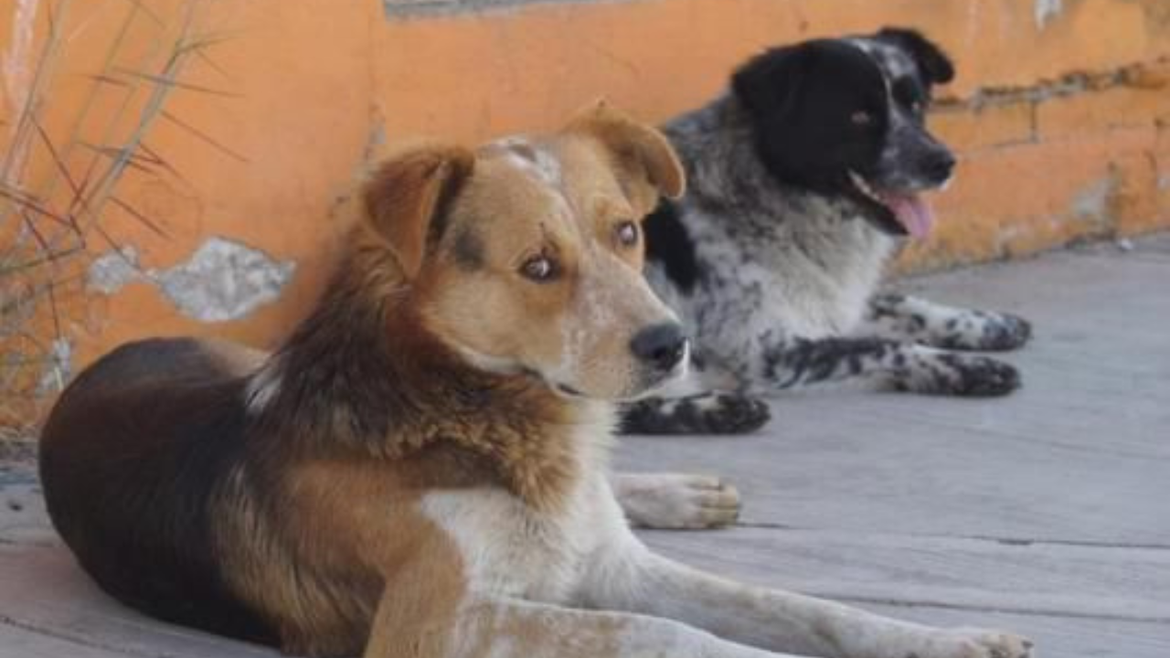 Las mascotas también sufren golpes de calor