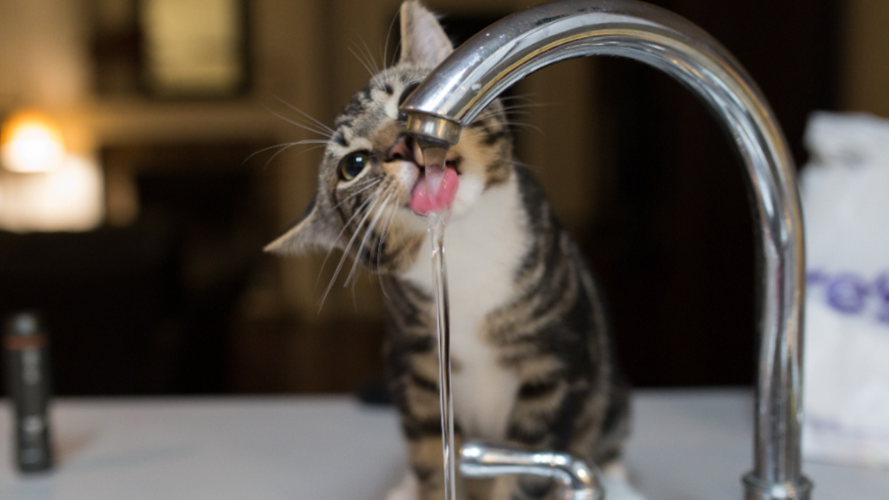 el consumo de agua de la llave esta enfermando a los mexicanos