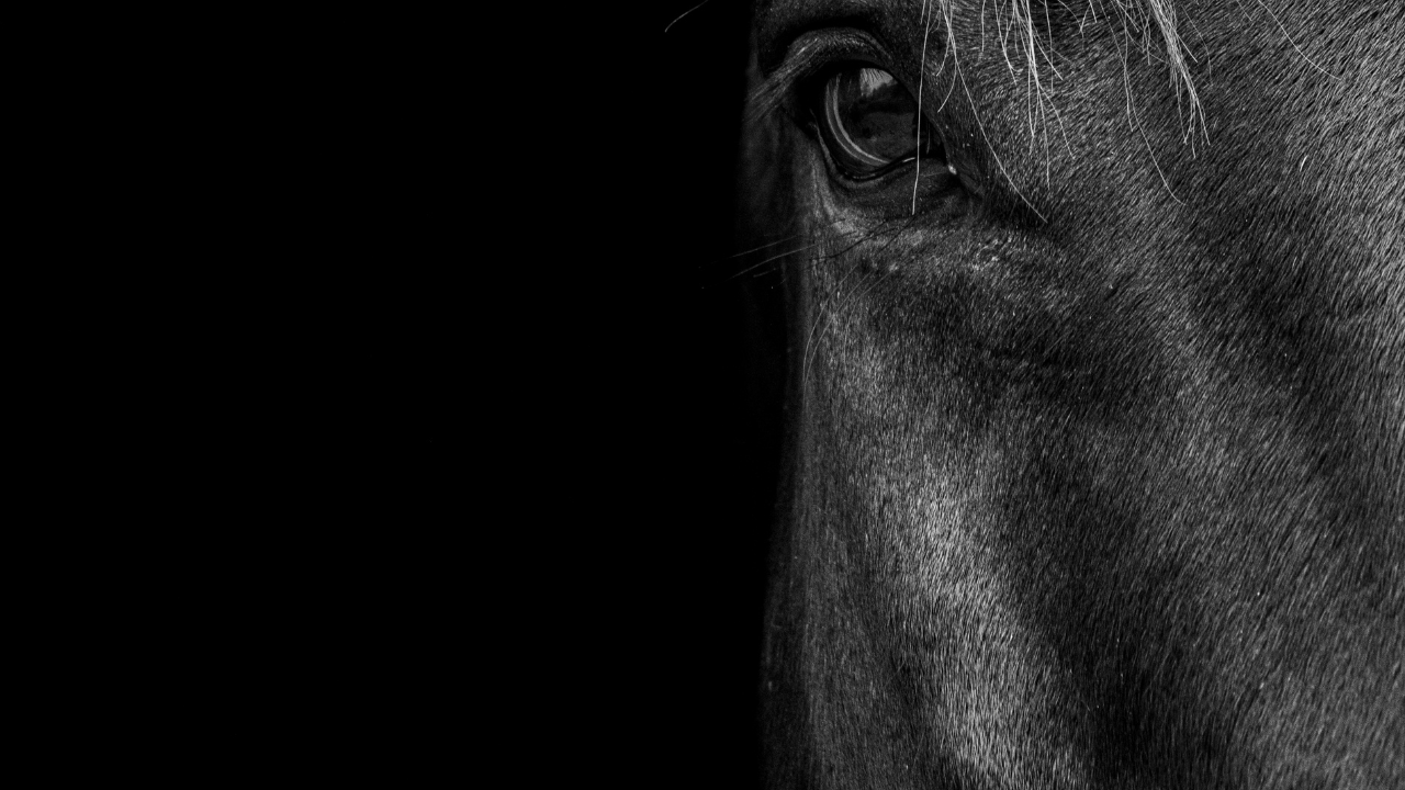 Caballos sin vida en Chilpancingo es maltrato animal: Secretaria de Medio Ambiente