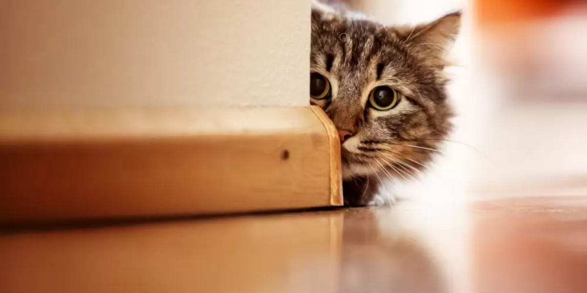 Los gatos son especies tiernas bien domesticadas.