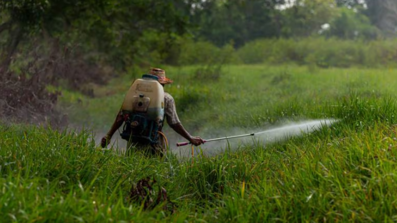 Retirar el glifosato en el país beneficiará la soberanía alimentaria: Claudia Sheinbaum