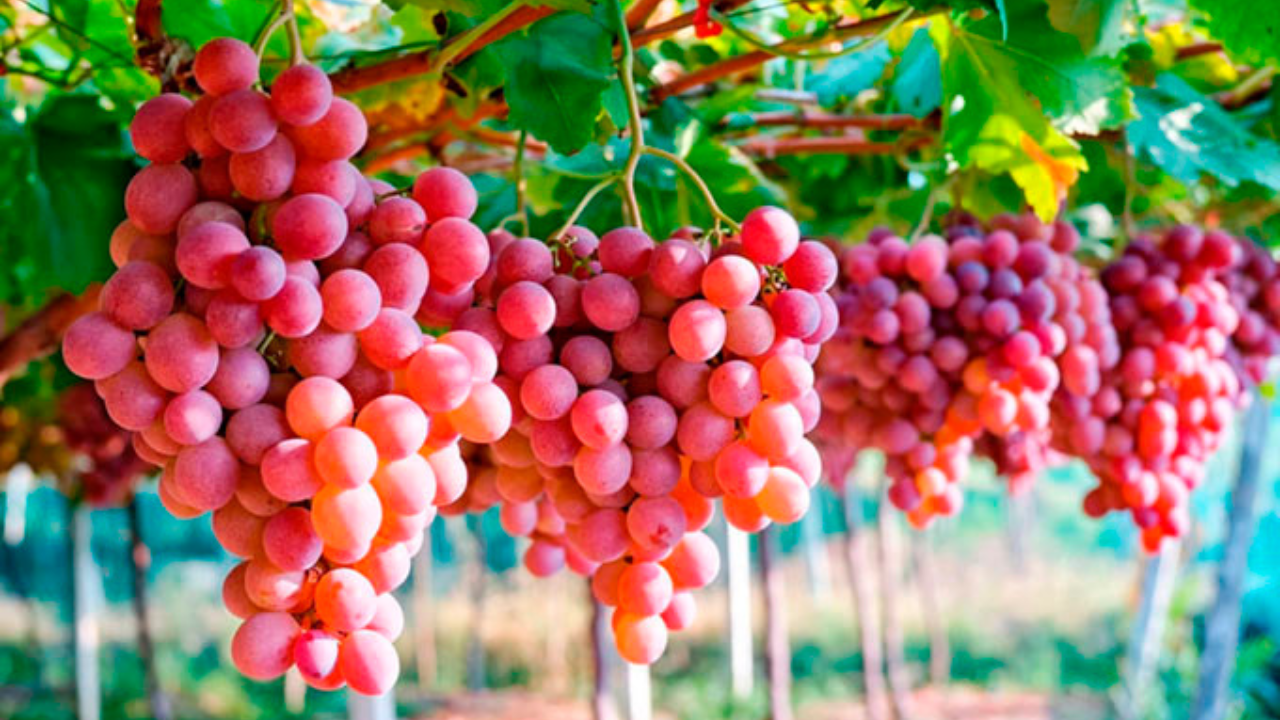 uvas chile mexico peru productores acuerdo