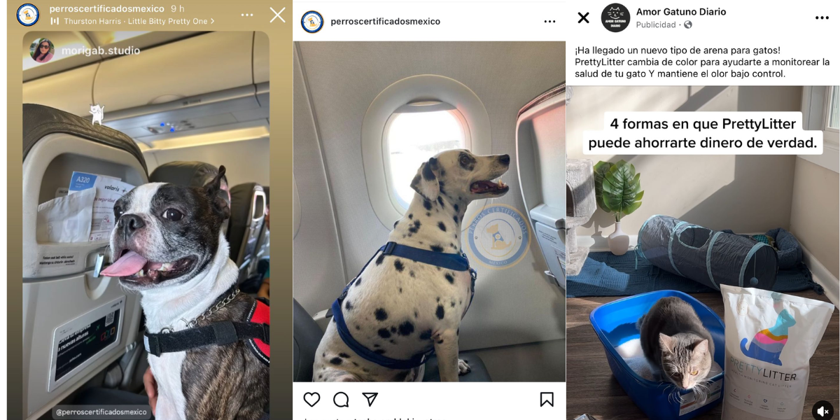 El contenido de perros y gatos en la web aumentó en los últimos años. 