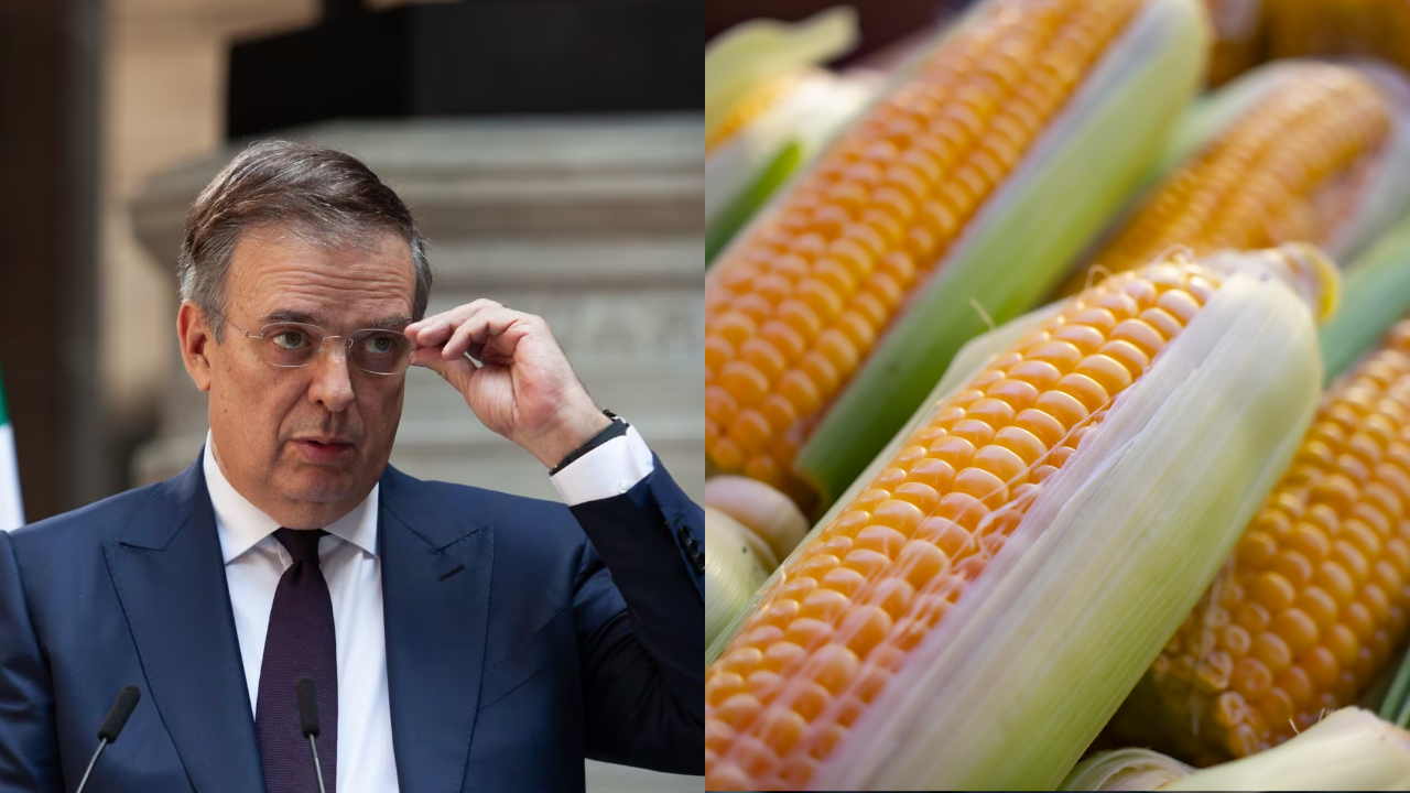 Importación maíz transgénico 