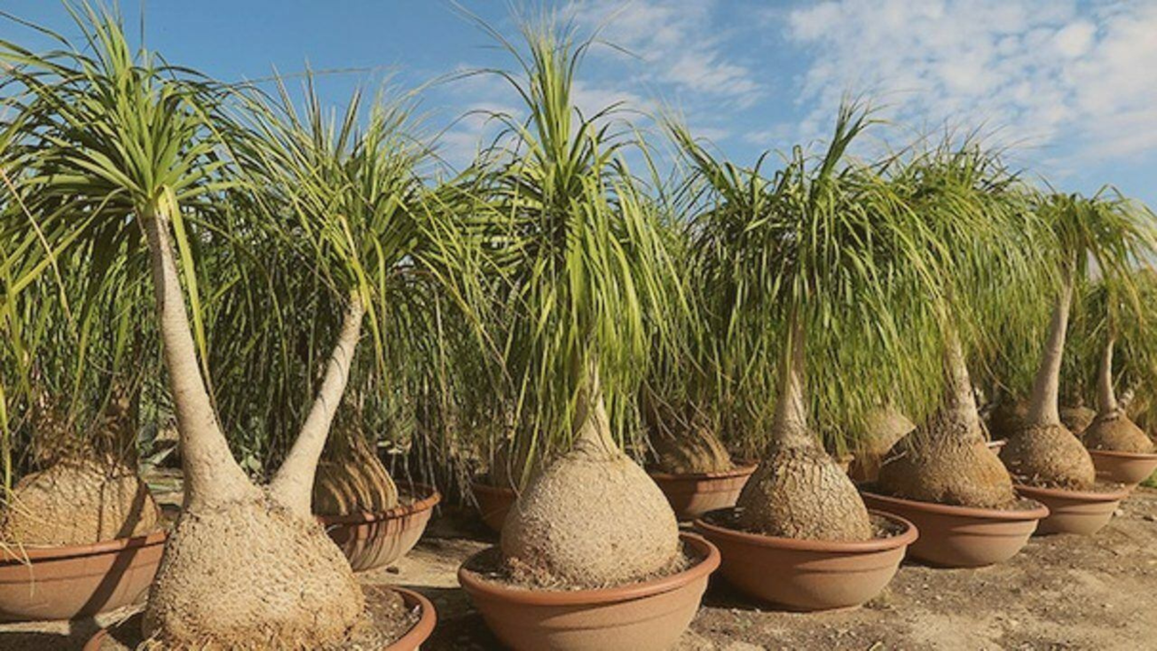 De cuánto es la multa por tener una Pata de elefante en tu casa