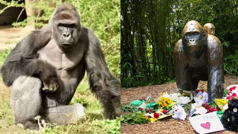 Se cumplen nueve años sin el gorila Harambe