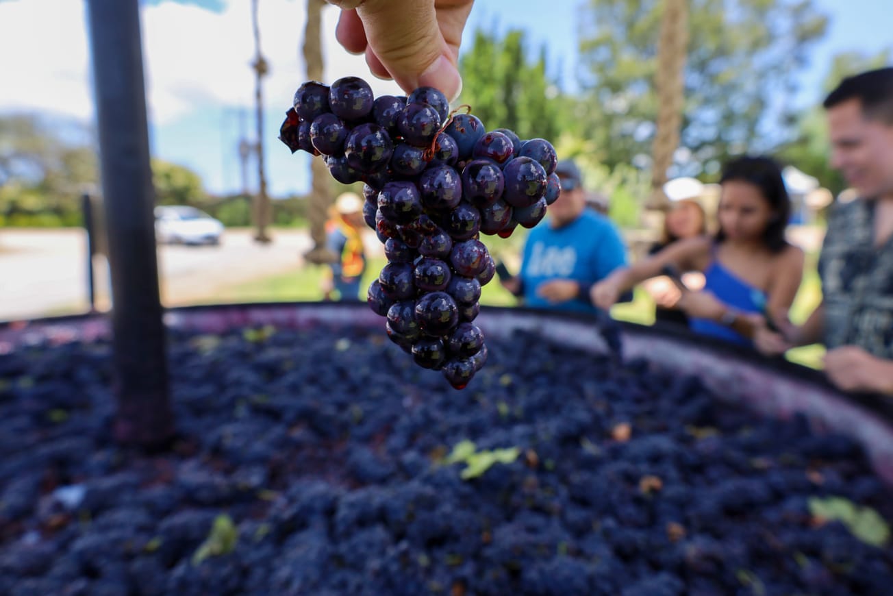 ¡Alcemos la copa!: Guía para celebrar las Fiestas de la Vendimia en México
