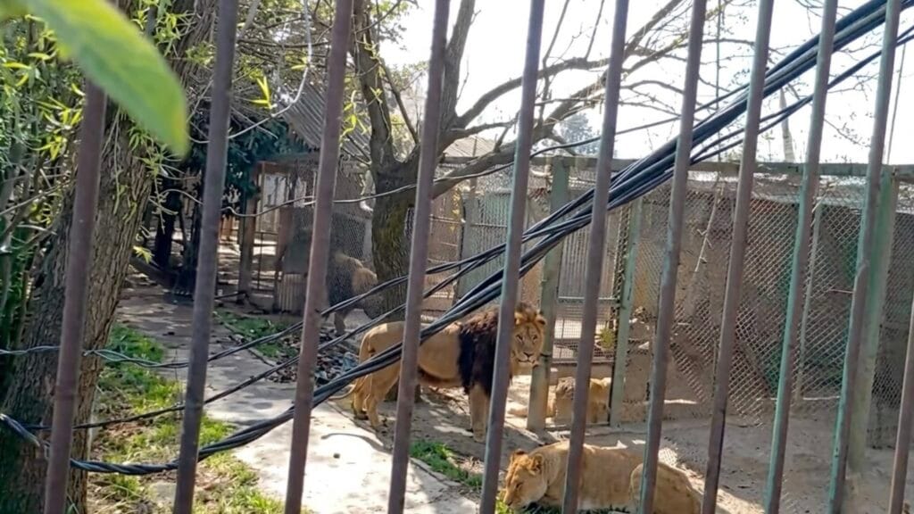 Hombre en estado de ebriedad libera leones y queda atrapado en su jaula